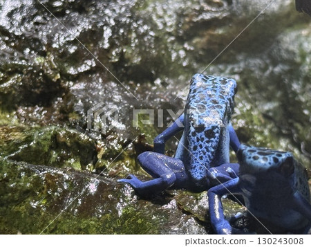 Beautiful poison dart frog Beautiful poison dart frog 130243008