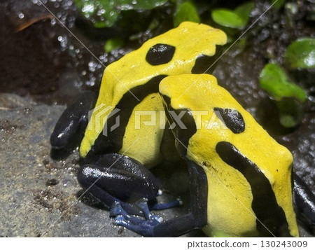 flashy poison dart frog 130243009