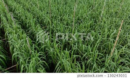 Aerial view of drone flying over sugarcane plants growing at field 130243031