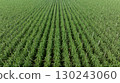 Aerial view of drone flying over sugarcane plants growing at field 130243060