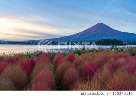 [Mount Fuji material] Kochia with autumn leaves and Mount Fuji seen from Lake Kawaguchi in the morning [Yamanashi Prefecture] 130243115