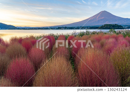 [富士山素材]早上從河口湖看到的秋葉地膚和富士山[山梨縣] 130243124
