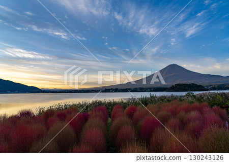 [富士山素材]早上從河口湖看到的秋葉地膚和富士山[山梨縣] 130243126