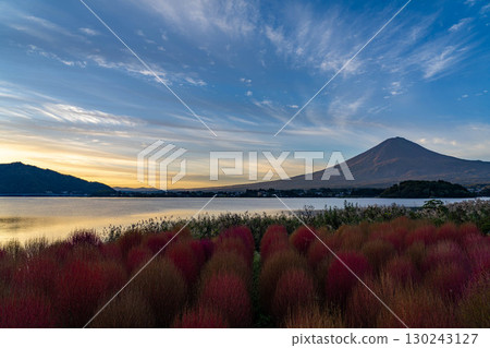 [富士山素材]早上從河口湖看到的秋葉地膚和富士山[山梨縣] 130243127
