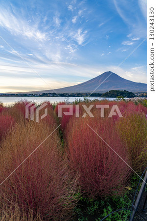 [富士山素材]早上從河口湖看到的秋葉地膚和富士山[山梨縣] 130243130