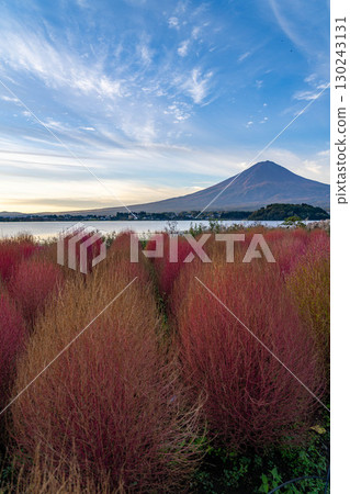 [富士山素材]早上從河口湖看到的秋葉地膚和富士山[山梨縣] 130243131