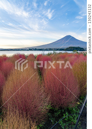 [富士山素材]早上從河口湖看到的秋葉地膚和富士山[山梨縣] 130243132