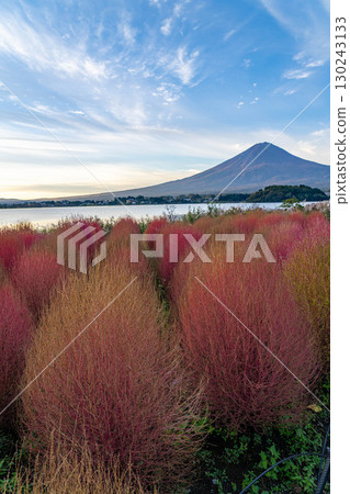 [富士山素材]早上從河口湖看到的秋葉地膚和富士山[山梨縣] 130243133
