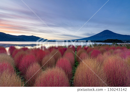 [Mount Fuji material] Kochia with autumn leaves and Mount Fuji seen from Lake Kawaguchi in the morning [Yamanashi Prefecture] 130243142
