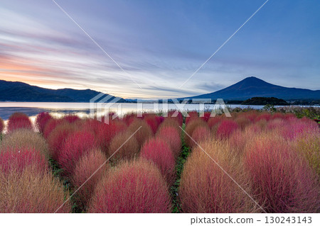 [Mount Fuji material] Kochia with autumn leaves and Mount Fuji seen from Lake Kawaguchi in the morning [Yamanashi Prefecture] 130243143