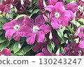 Flowers of Chrysanthemum 130243247