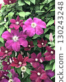 Flowers of Chrysanthemum 130243248