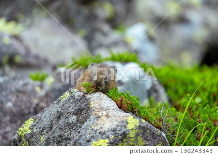 Pika eating leaves 130243343