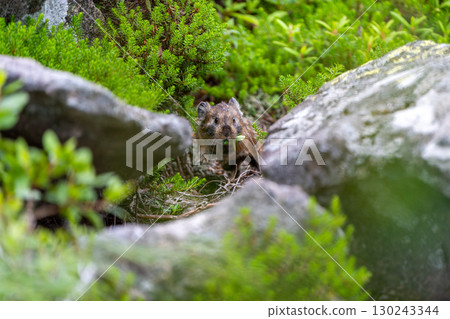 吃樹葉的鼠兔 130243344