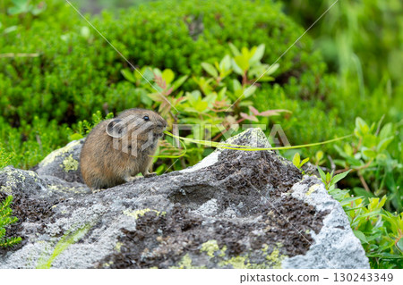 A pika eating leaves on a rock 130243349