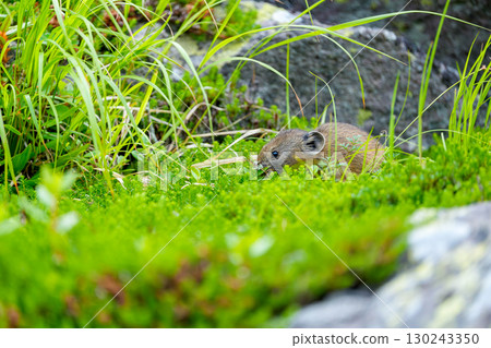 吃樹葉的鼠兔 130243350