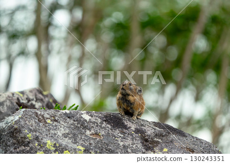 蝦夷兔坐在岩石上 130243351