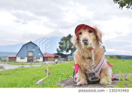 Highland campsite and dog Highland campsite and dog 130243460