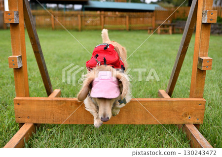 狗的敏捷性 130243472