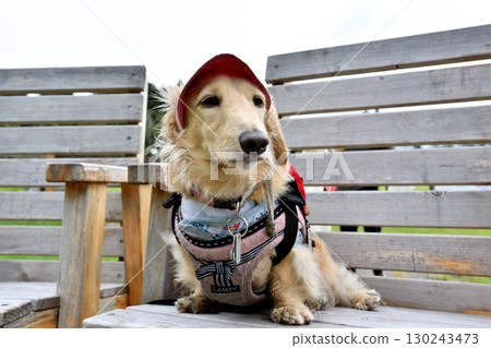 Dog resting on a bench during a hike 130243473