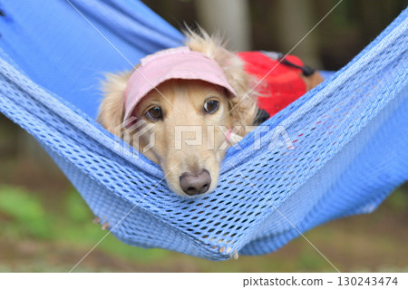 A dog swinging comfortably in a hammock 130243474