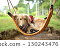 A dog swinging comfortably on a swing 130243476