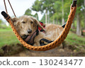 A dog swinging comfortably on a swing 130243477