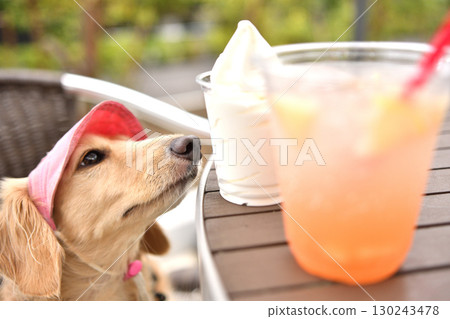 A dog craving ice cream 130243478