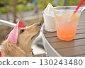 A dog craving ice cream 130243480
