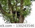 Tree deck on top of a tree 130243546