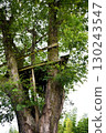 Tree deck on top of a tree 130243547