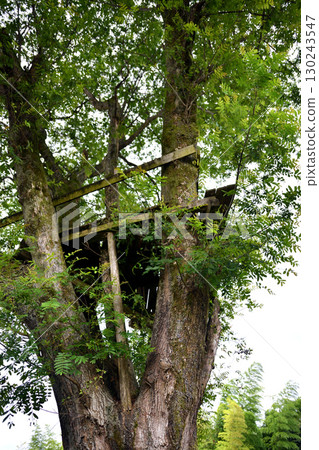 Tree deck on top of a tree 130243547