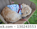 A dog sleeping comfortably in a camp chair 130243553