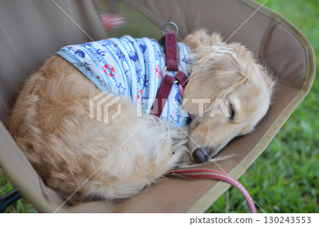 A dog sleeping comfortably in a camp chair A dog sleeping comfortably in a camp chair 130243553