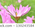 Cosmos with unusual petals 130243584