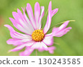 Cosmos with unusual petals 130243585