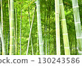 Lush bamboo forest scenery 130243586
