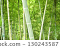 Lush bamboo forest scenery 130243587