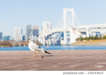 從台場海濱公園看到的彩虹橋和海鷗 130243625