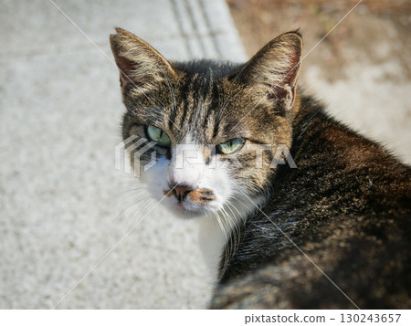 流浪貓 130243657