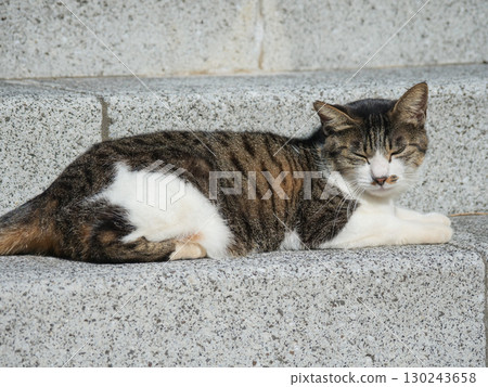 流浪貓 流浪貓 130243658