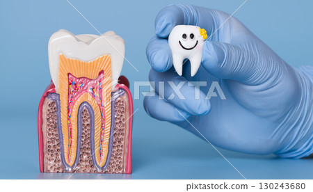 Healthy tooth anatomy model and smiling cartoon tooth Healthy tooth anatomy model and smiling cartoon tooth 130243680