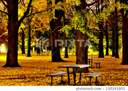 Autumn leaves in Yoyogi Park Ginkgo forest shining in the morning sun in late autumn Autumn leaves in Yoyogi Park Ginkgo forest shining in the morning sun in late autumn 130243803