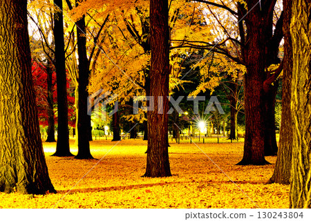 Autumn leaves in Yoyogi Park Ginkgo forest shining in the morning sun in late autumn Autumn leaves in Yoyogi Park Ginkgo forest shining in the morning sun in late autumn 130243804