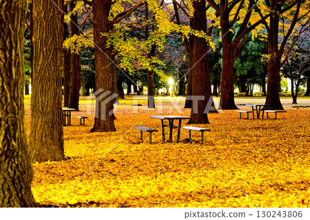 代代木公園的紅葉,深秋的朝陽下閃耀的銀杏林 代代木公園的紅葉,深秋的朝陽下閃耀的銀杏林 130243806