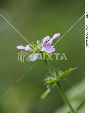 Ezoinugoma blooming in the wetlands 130243825