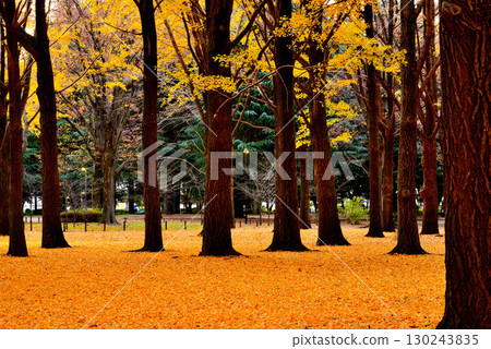 代代木公園的紅葉,深秋的朝陽下閃耀的銀杏林 代代木公園的紅葉,深秋的朝陽下閃耀的銀杏林 130243835