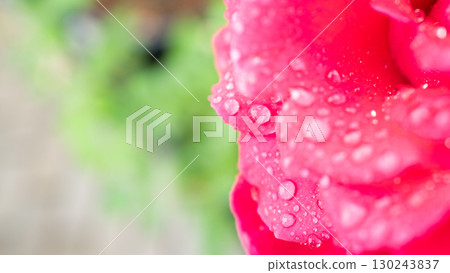 Rose flower wet to the rain Rose flower wet to the rain 130243837