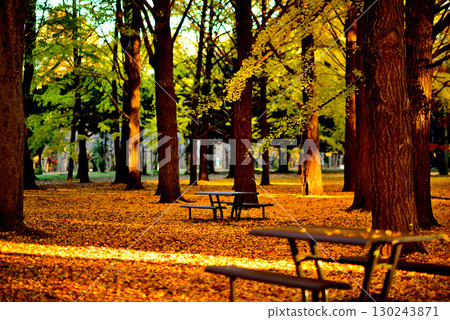 代代木公園的紅葉，深秋的朝陽下閃耀的銀杏林 130243871