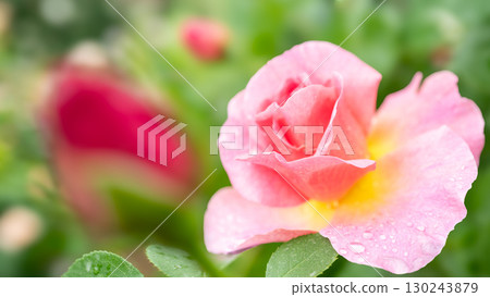 A rose of rainy pink 130243879
